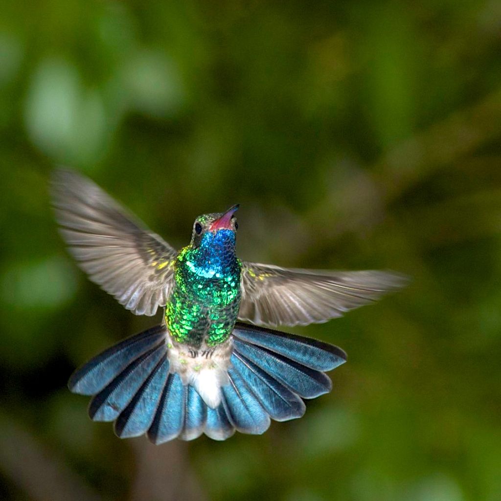 Hummingbirds from backyards and beyond